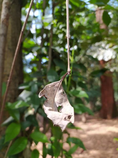 istock A dried leaf hanging off a broken branch 1463822119