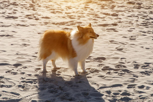istock Happy dog on the sandy beach. Sheltie - Shetland sheepdog. 1463822206