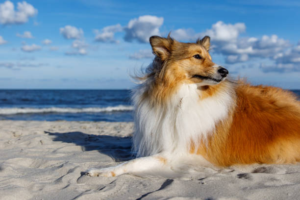 istock Happy dog on the sandy beach. Sheltie - Shetland sheepdog. 1463822210