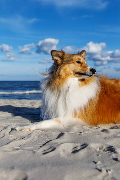istock Fluffy sheepdog is on the beach. 1463822214