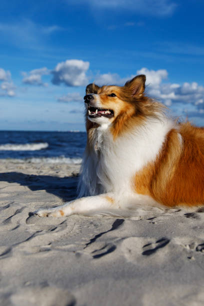 istock Fluffy sheepdog is on the beach. 1463822219