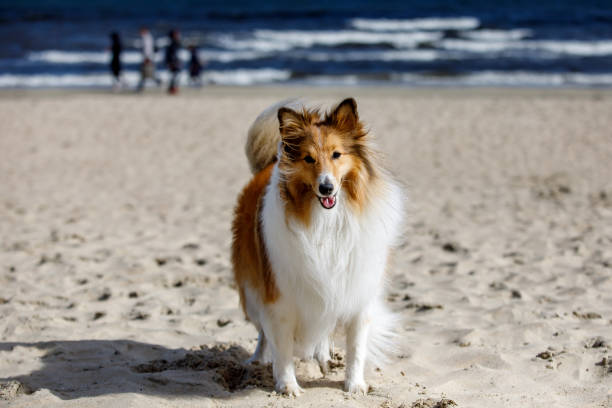 istock Fluffy sheepdog is on the beach. 1463822264