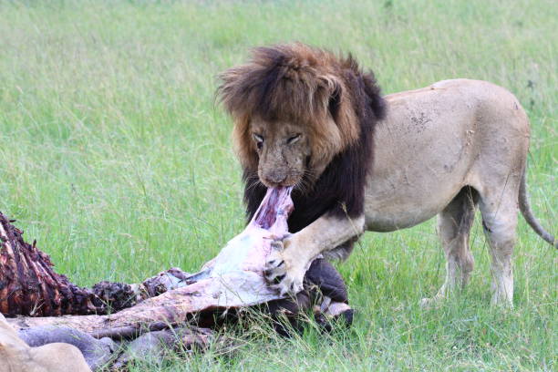 istock Adult lion with black mane feeeding on hippo carcass 1463823138