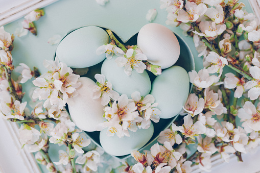 Beautiful flat lay of pastel blue-green Easterr eggs in heart shape box with almond blossom branches. Color editing with added grain. Very selective and soft focus. Part of a series.