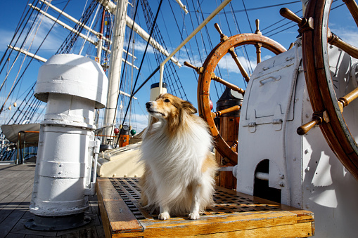 Dog as a captain on a sail ship wooden deck