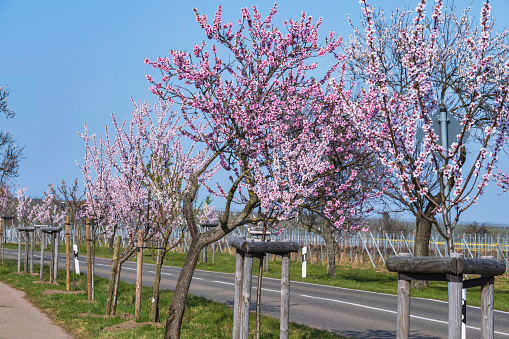 Almond trees in full bloom along a street on a sunny spring day in Rheinhessen/Germany
