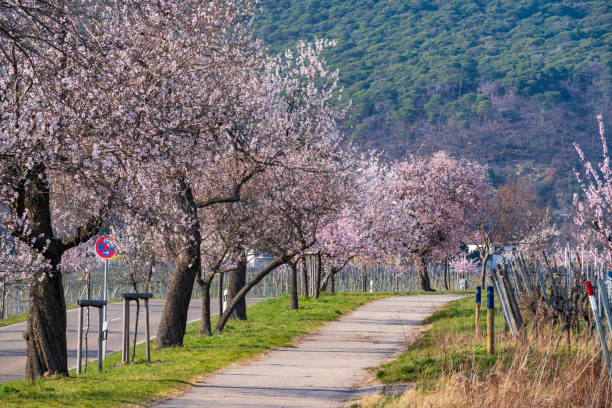 Almond trees in full bloom along a street on a sunny spring day in Rheinhessen/Germany