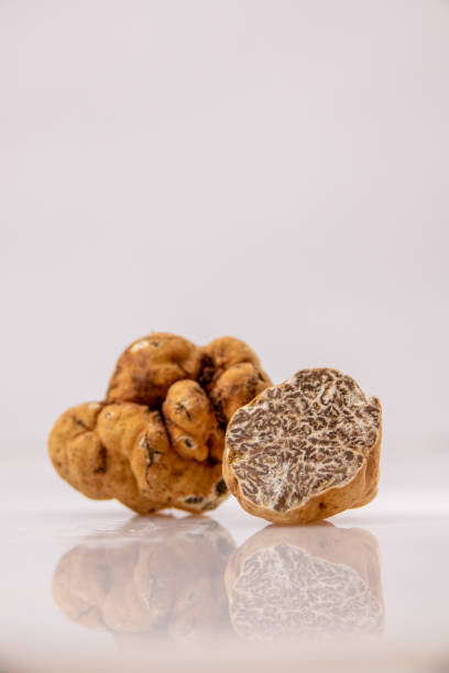 bianchetto white truffle - white truffle imagens e fotografias de stock