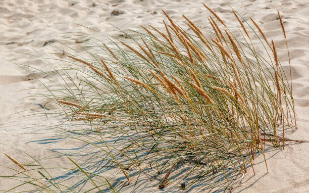istock Grass growing on sand dunes. Beauty in nature background 1463825363