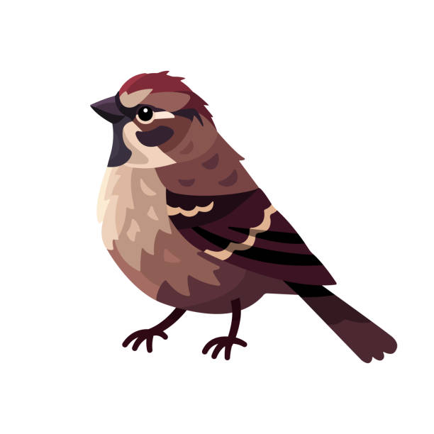 House Sparrow Cartoon Illustrations, Royalty-Free Vector Graphics & Clip Art - iStock House Sparrow Cartoon Illustrations, Royalty-Free Vector Graphics & Clip Art - iStock