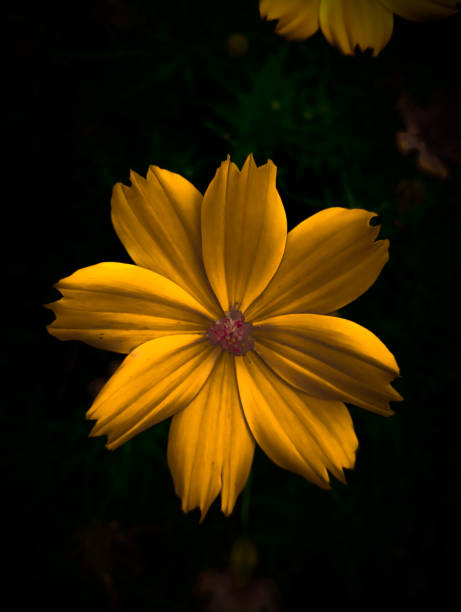 istock Yellow Cosmos Flower on Dark Background 1463826569