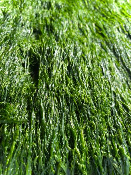 istock Close-up of marine green algae 1463828793