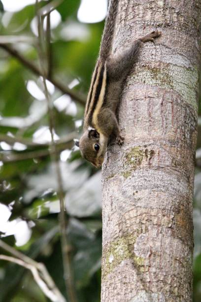 istock Menetes berdmorei Squirrel on Lansium parasiticum tree in tropical garden 1463829159