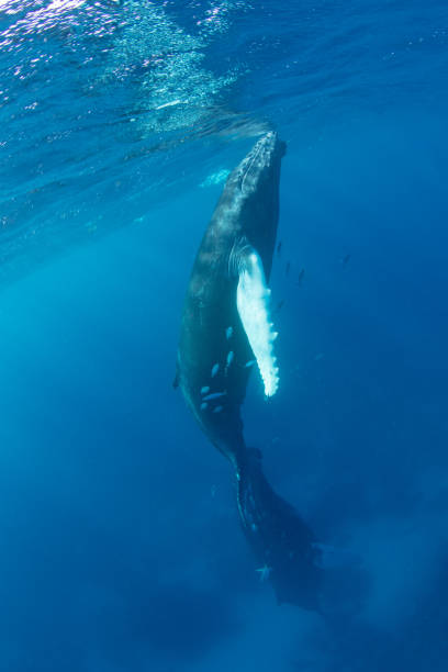 istock Humpback Whales Underwater in Caribbean Sea 1463830262
