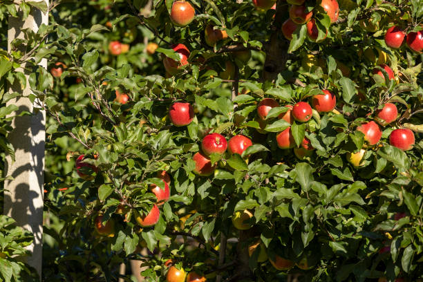 istock Apple orchard with red ripe apples on branches 1463830271