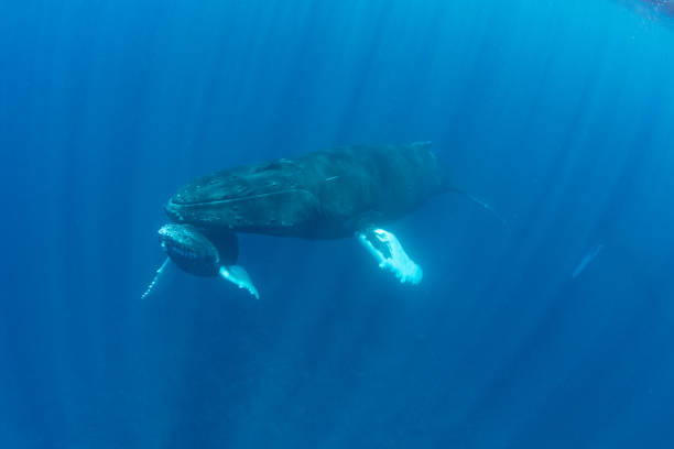 istock Humpback Whales Underwater in Caribbean Sea 1463830279
