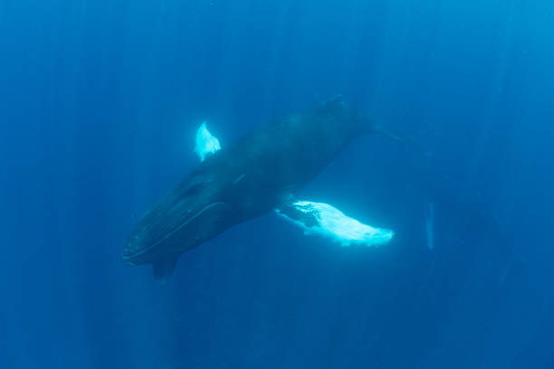 istock Humpback Whales Underwater in Caribbean Sea 1463830308