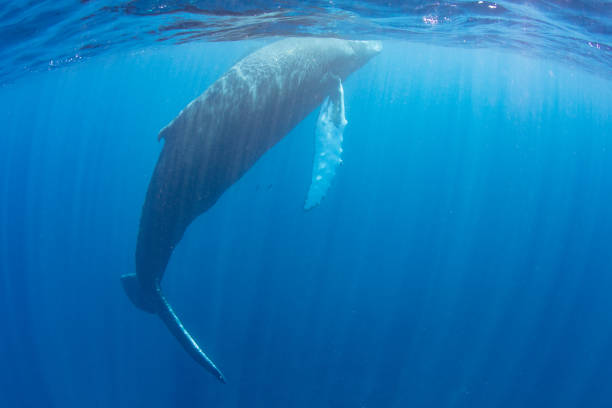 istock Humpback Whale Underwater in Caribbean Sea 1463830329