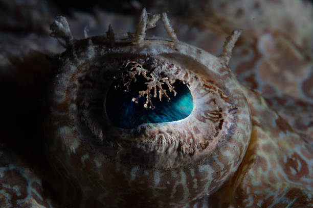 istock Detail of Crocodilefish Eye 1463830346