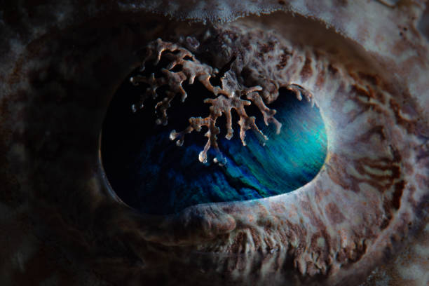 istock Detail of Crocodilefish Eye 1463830440