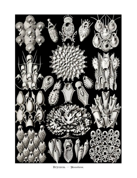 illustrations, cliparts, dessins animés et icônes de ernst haeckel art - 19ème siècle - bryozoa - jellyfish cnidarian illustration and painting engraved image