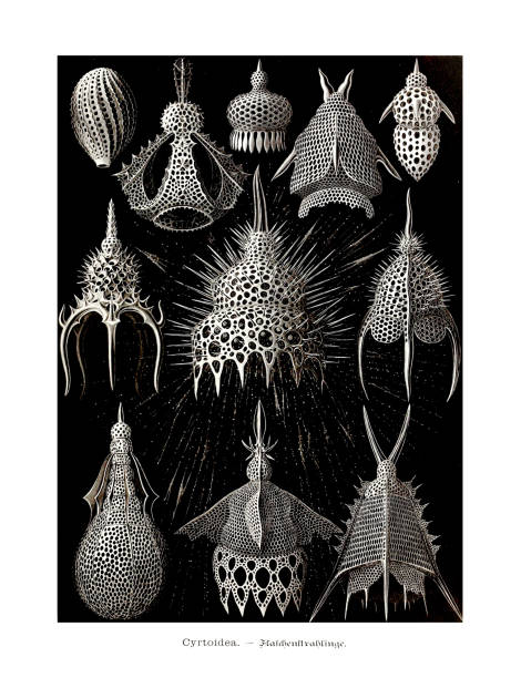 illustrations, cliparts, dessins animés et icônes de ernst haeckel art - 19ème siècle - cyrdoidea - jellyfish cnidarian illustration and painting engraved image