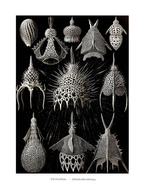 ERNST HAECKEL ART - 19th Century - Cyrdoidea Antique Zoological illustration.
Illustrations of the book : “Art Forms in Nature” 
Publication Date: 1899 biology class stock illustrations