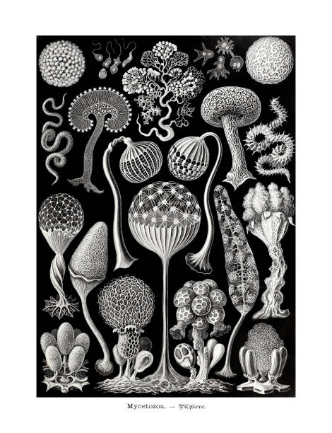 illustrations, cliparts, dessins animés et icônes de ernst haeckel art - 19ème siècle - mycetozoa - jellyfish cnidarian illustration and painting engraved image