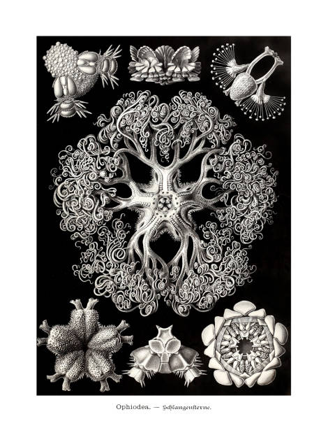 illustrations, cliparts, dessins animés et icônes de ernst haeckel art - 19ème siècle - ophiodea - jellyfish cnidarian illustration and painting engraved image