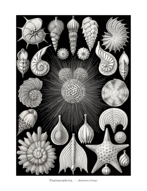 illustrations, cliparts, dessins animés et icônes de ernst haeckel art - 19ème siècle - thalamophora - jellyfish cnidarian illustration and painting engraved image