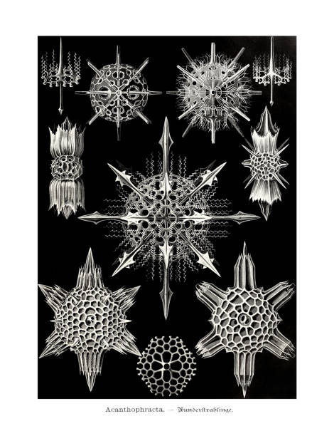 illustrations, cliparts, dessins animés et icônes de ernst haeckel art
19ème siècle
acanthophracta. - jellyfish cnidarian illustration and painting engraved image