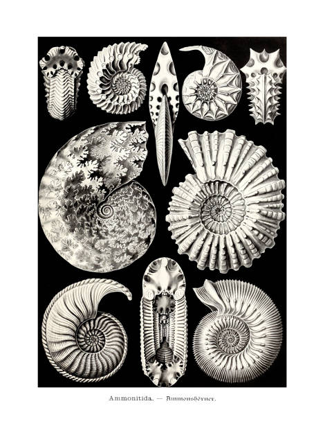illustrations, cliparts, dessins animés et icônes de ernst haeckel art - 19ème siècle - ammonitida - jellyfish cnidarian illustration and painting engraved image