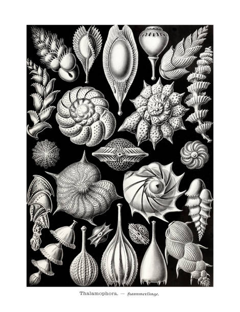 illustrations, cliparts, dessins animés et icônes de ernst haeckel art - 19ème siècle - thalamophora - jellyfish cnidarian illustration and painting engraved image