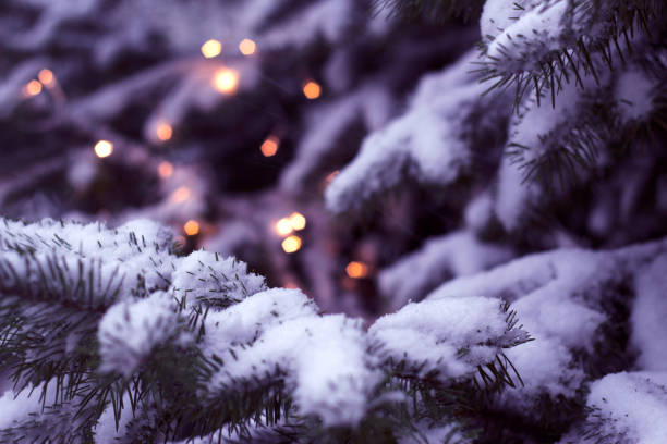 istock spruce branches with snow and christmas lights 1463830598