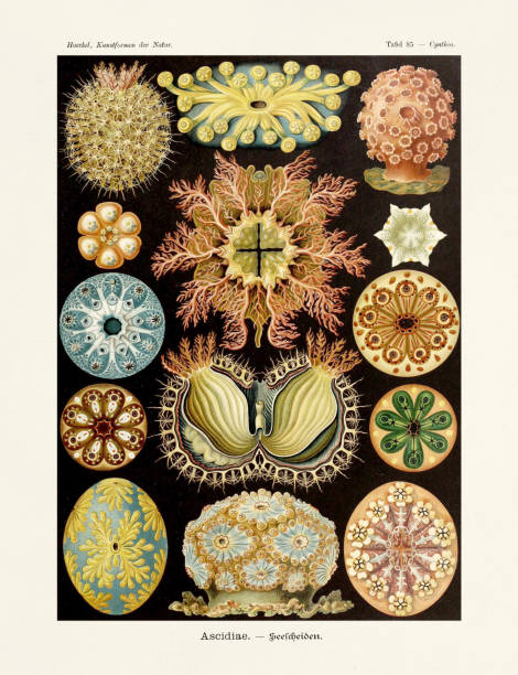 illustrations, cliparts, dessins animés et icônes de ernst haeckel art - 19ème siècle - ascidies - jellyfish cnidarian illustration and painting engraved image