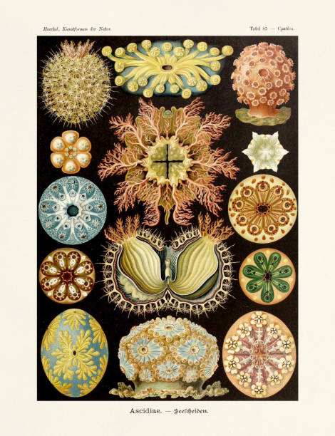에른스트 헤켈 예술 - 19세기 - 아시디아에 - 생물 수업 stock illustrations