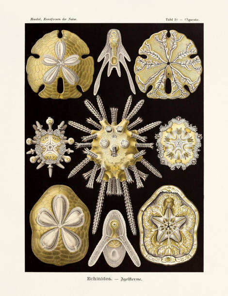 illustrations, cliparts, dessins animés et icônes de ernst haeckel art - 19ème siècle - echinidea - jellyfish cnidarian illustration and painting engraved image