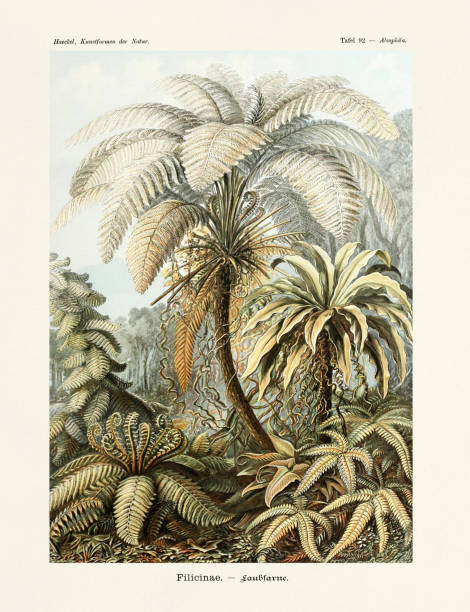 istock ERNST HAECKEL ART - 19th Century - Filicinae - Ferns 1463830704