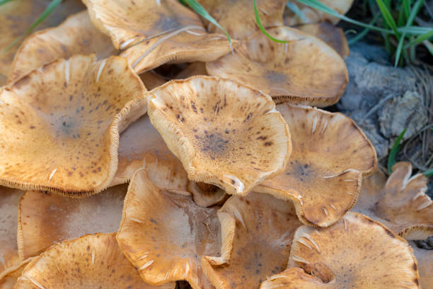 Mushrooms probably poisonoys due the ring in the tallus... but who knows with mushrooms best option is let them be....