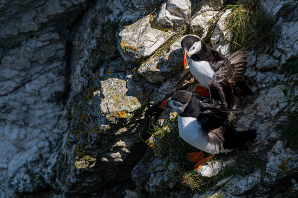 istock Puffins, Fratercula arctica, perched on rocks, Yorkshire, UK 1463831803