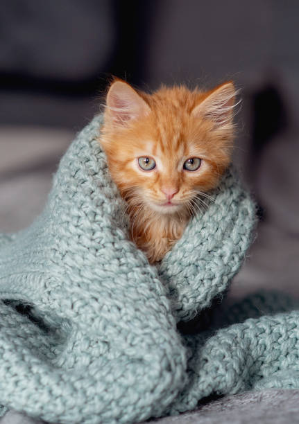 istock cute little ginger kitten on grey background 1463833616