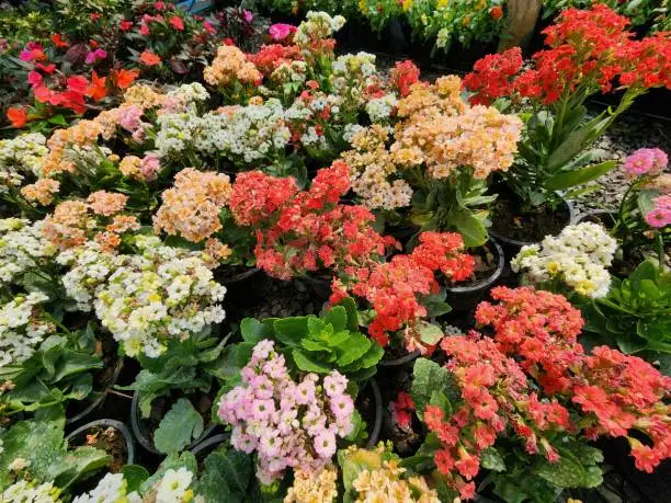 Kalanchoe blossfeldiana has thick, fresh-green leaves that are succulent. Flowers come in a variety of hues, including white, yellow, pink, orange, and red. They only bloom once a year in the winter.