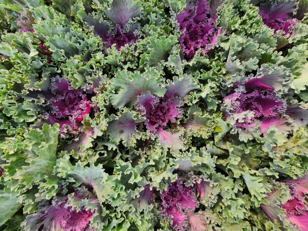 двухлетние растения включают brassica oleracea. туловище имеет шаровидную форму. - flower cabbage kale edible flower стоковые фото и изображения