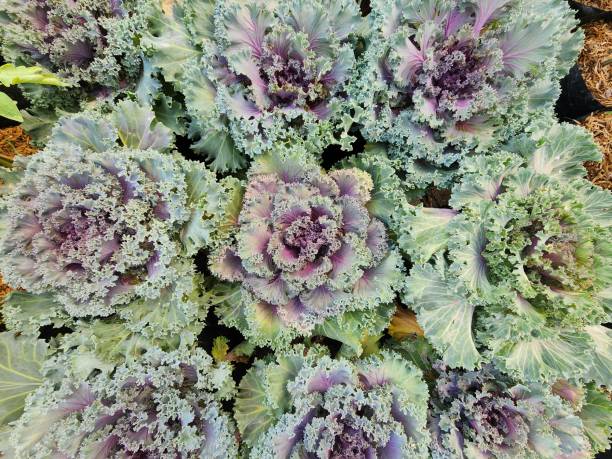 zu den zweijährigen pflanzen gehört brassica oleracea. der stamm hat eine kugelförmige form. - flower cabbage kale edible flower stock-fotos und bilder