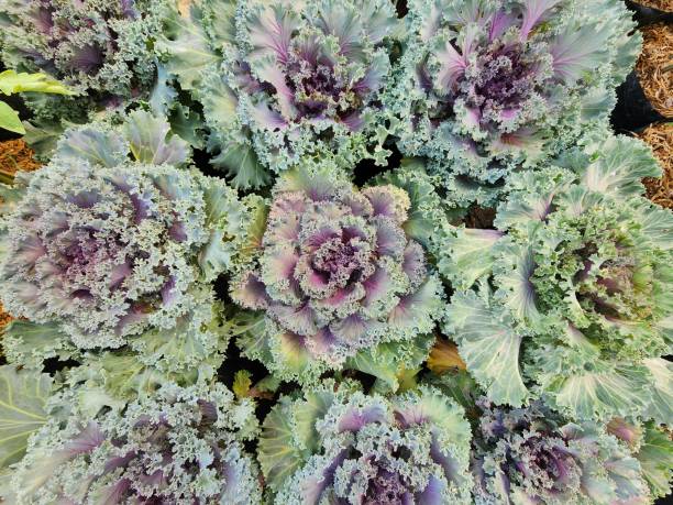 istock Biennial plants include Brassica oleracea. The trunk is globular in shape. 1463833944