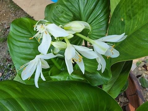 A herbaceous plant by the name of Proiphys amboinensis. The bulb-shaped underground stem resembles an onion. blooming in a white bouquet a potted plant that was planted to adorn the front of the house. is regarded as a sacred tree