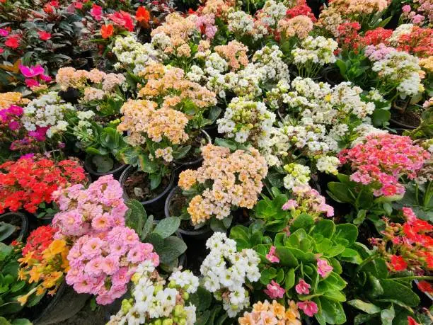 Kalanchoe blossfeldiana has thick, fresh-green leaves that are succulent. Flowers come in a variety of hues, including white, yellow, pink, orange, and red. They only bloom once a year in the winter.
