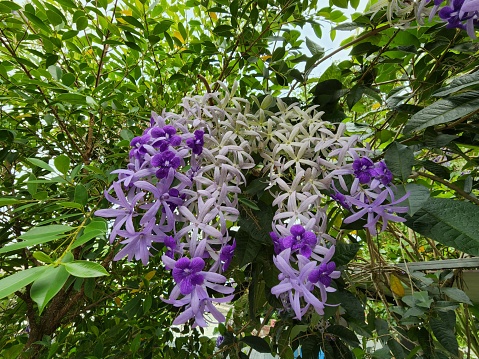 A climbing vine with one leaf, Petrea volubilis has panicles of blue or dark purple blooms. Popular Central American native plant placed next to the fence wall.