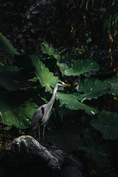 Egret by the lotus pond
