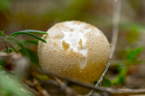 Lycoperdon molle in close range, pyrenees undergrowth. Berguedà. Barcelona's Pre-pyrenees.
